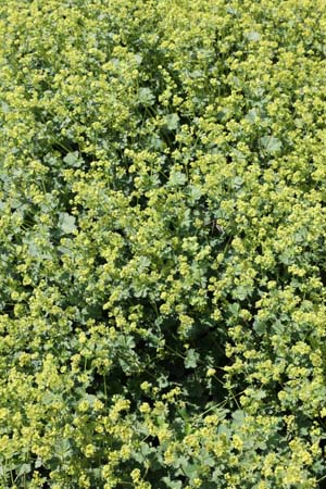 Alchemilla erythropoda