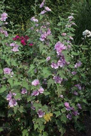 Alcea 'Parkrondell'