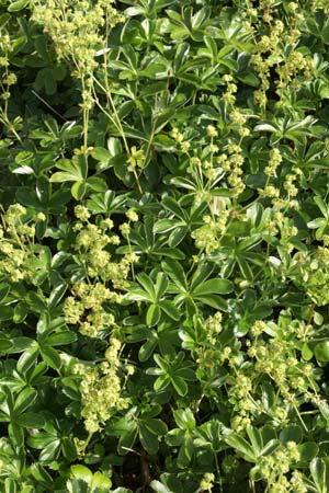 ALCHEMILLA saxatilis