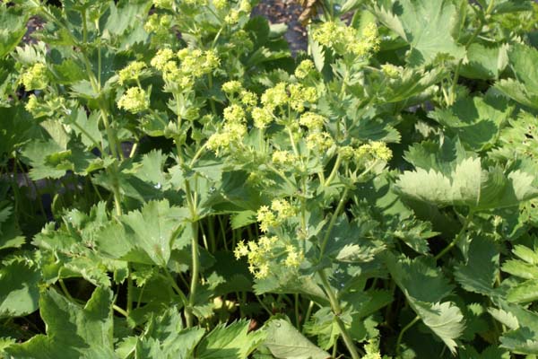 Alchemilla sericata 'Gold Strike'