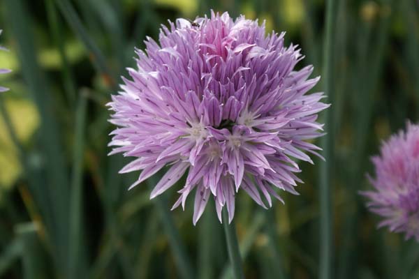 Allium ledebourianum