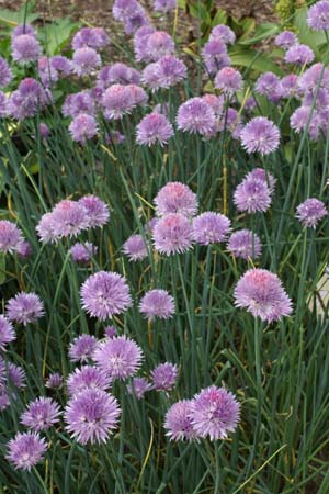 Allium ledebourianum