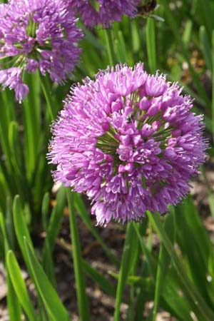 Allium 'Millenium'