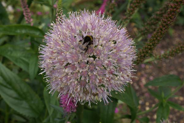 Allium senescens