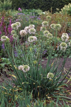 Allium senescens