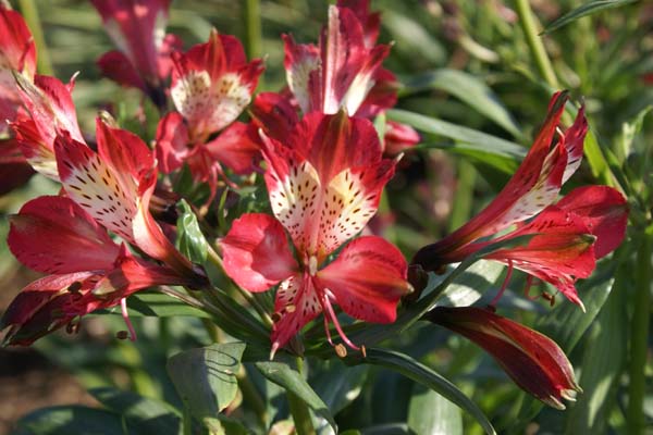 Alstroemeria