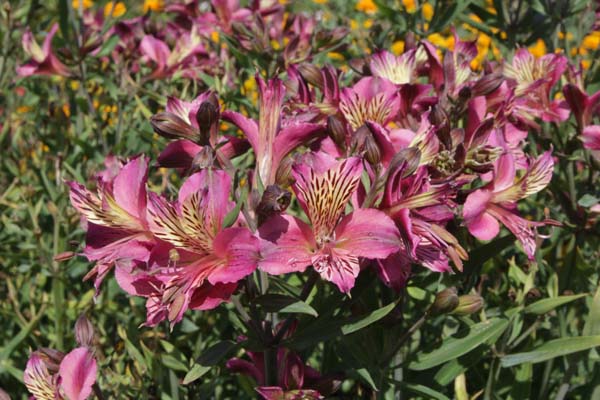 Alstroemeria 'Mauve Majesty'