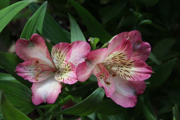 Alstroemeria 'Summer Break'
