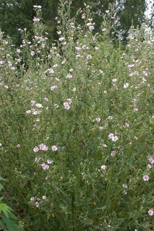 Althaea cannabina
