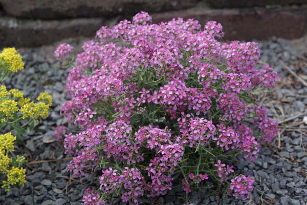 Alyssum