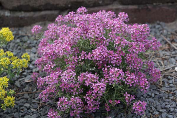 ALYSSUM spinosum 'Coccineum'