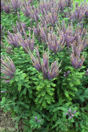 AMORPHA canescens