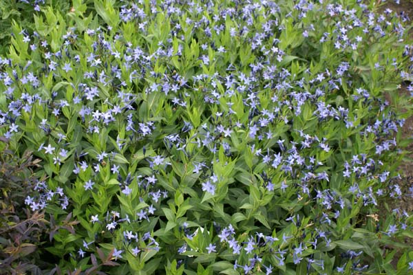 Amsonia 'Blue Ice'