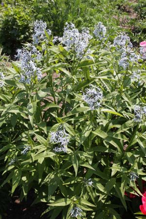 Amsonia elliptica