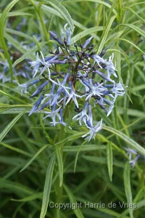 Amsonia 'Ernst Pagels'