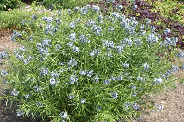 Amsonia 'Ernst Pagels'
