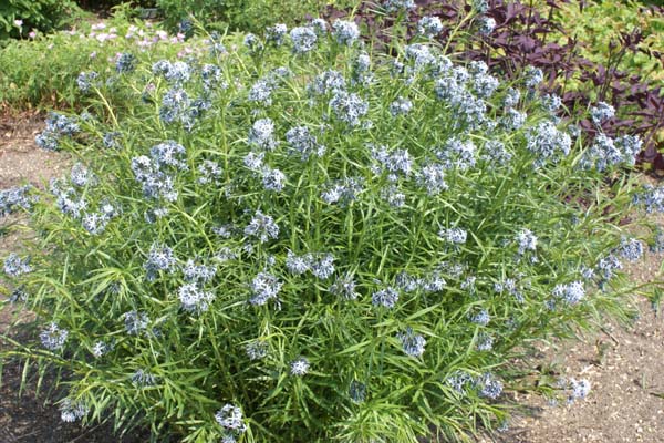 Amsonia