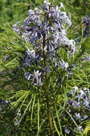 Amsonia hubrichtii