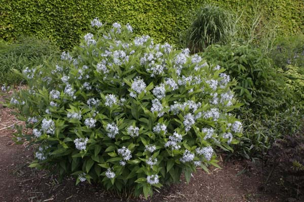 Amsonia illustris