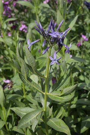 AMSONIA latifolia (tabernaemontana)
