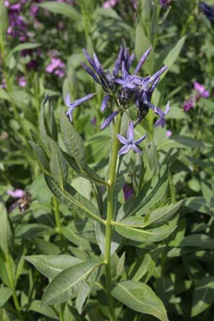 Amsonia latifolia (tabernaemontana)