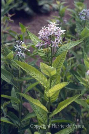AMSONIA ludoviciana