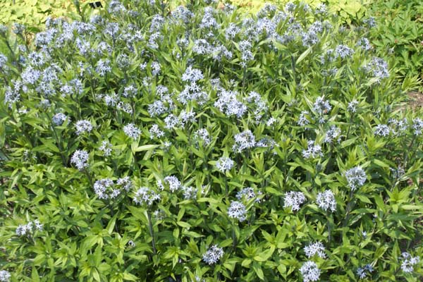 Amsonia orientalis (Rhazya orientalis)