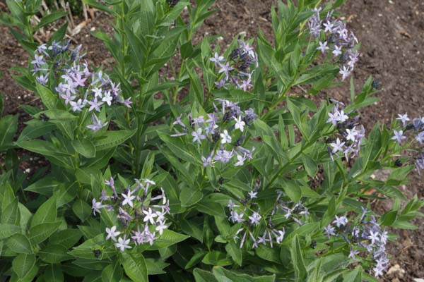 Amsonia orientalis 'Turkish Form'