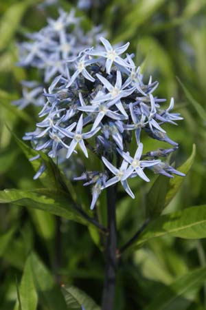 Amsonia orientalis (Rhazya orientalis)