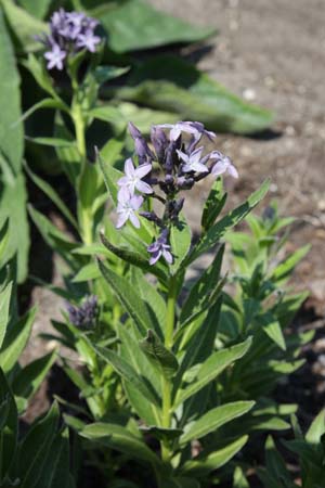 Amsonia orientalis 'Turkish Form'
