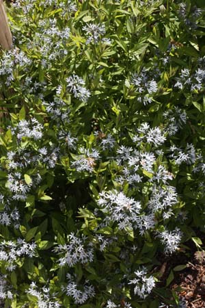 Amsonia rigida