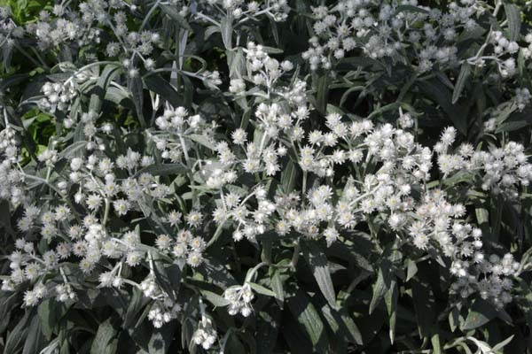 Anaphalis triplinervis 'Silberregen'