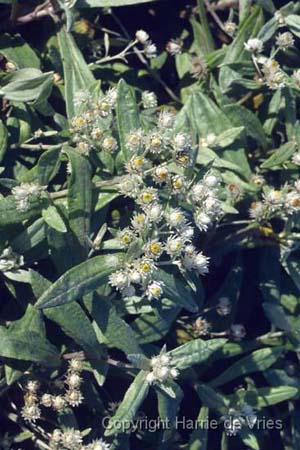 Anaphalis