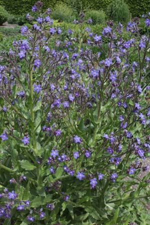 Anchusa