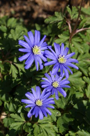 ANEMONE apennina 'Petrovac'