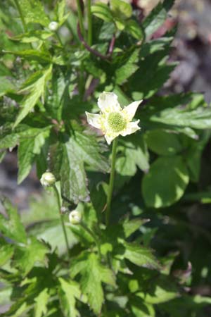 Anemone cylindrica