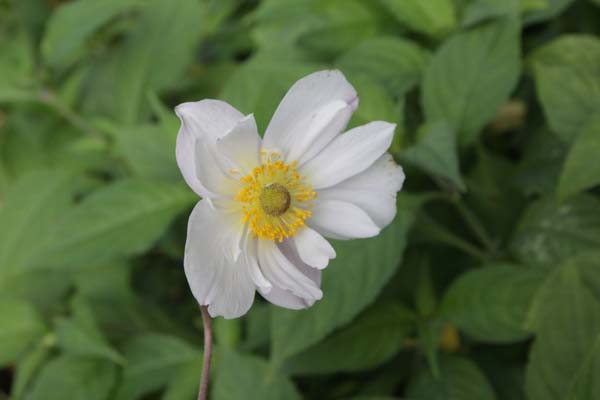Anemone 'Dainty Swan'