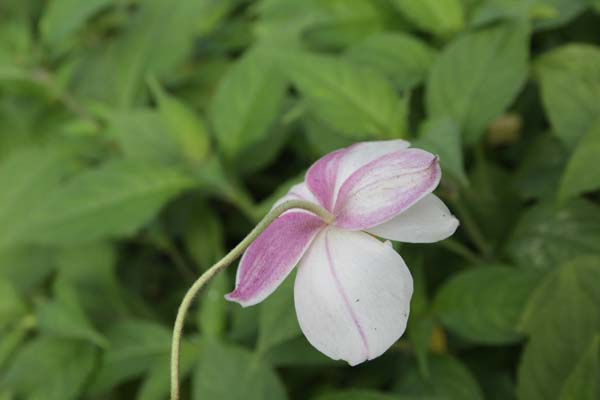 Anemone 'Dainty Swan'