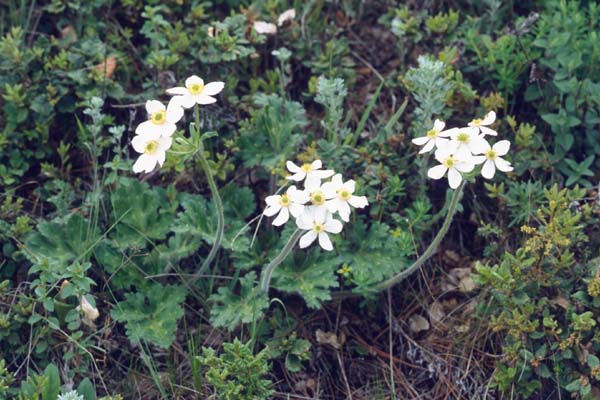ANEMONE demissa