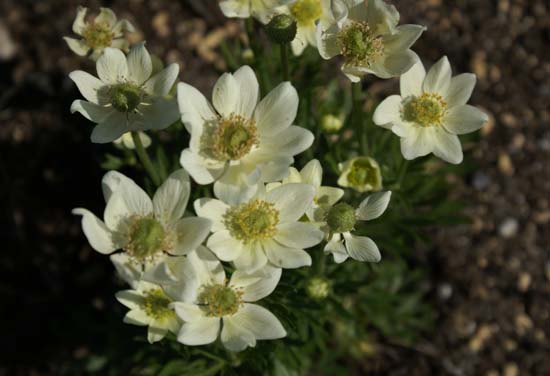 ANEMONE drummondii