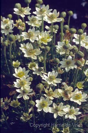 Anemone drummondii