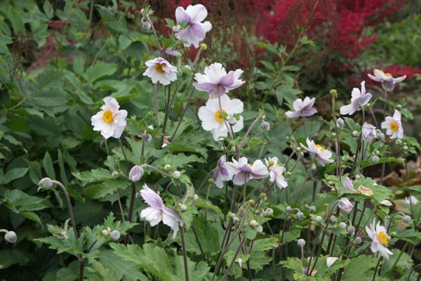 Anemone 'Dreaming Swan'