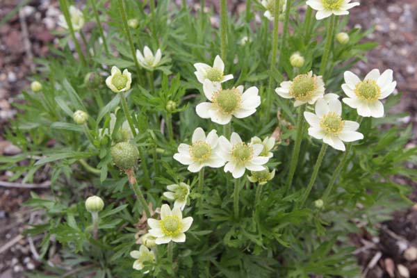 Anemone drummondii var. lithophila