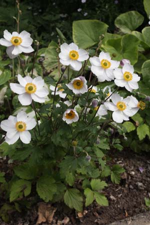 ANEMONE 'Elfin Swan'