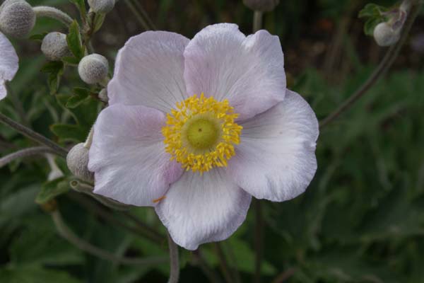 ANEMONE elongata