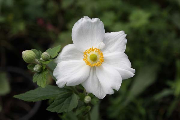 Anemone hupehensis 'Alba'