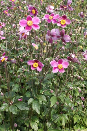 Anemone hupehensis 'Splendens'