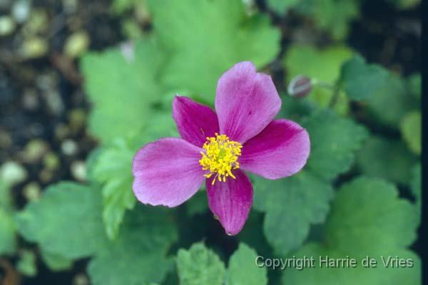 ANEMONE hupehensis 'Splendens'