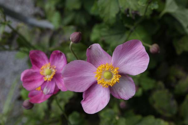 Anemone hybrida 'Annerose'