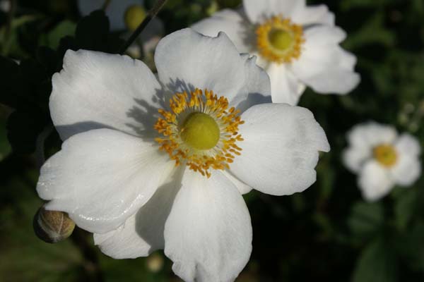 Anemone hybrida 'Andrea Atkinson'